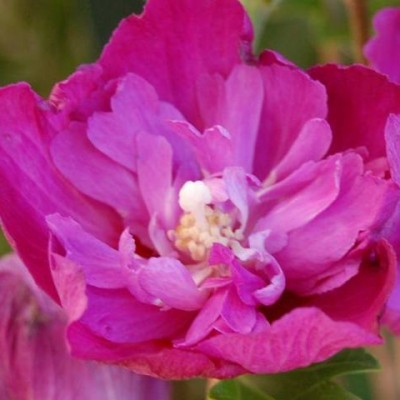 Trandafir de Siria  Purple Ruffles  C3